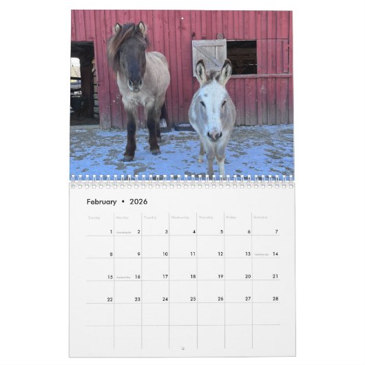 Isländische Pferde und Mini-Donkey-Kalender Kalender (Feb 2026)