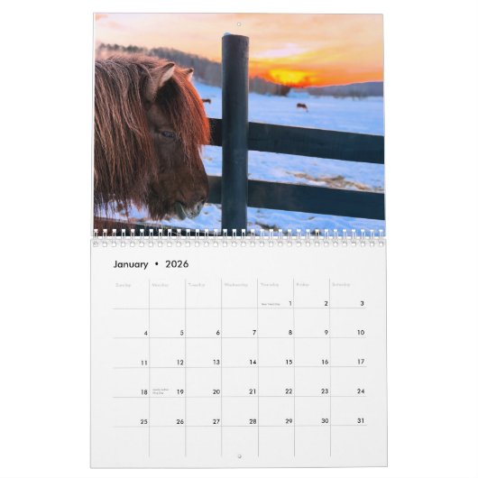 Isländische Pferde und Mini-Donkey-Kalender Kalender (Jan 2026)
