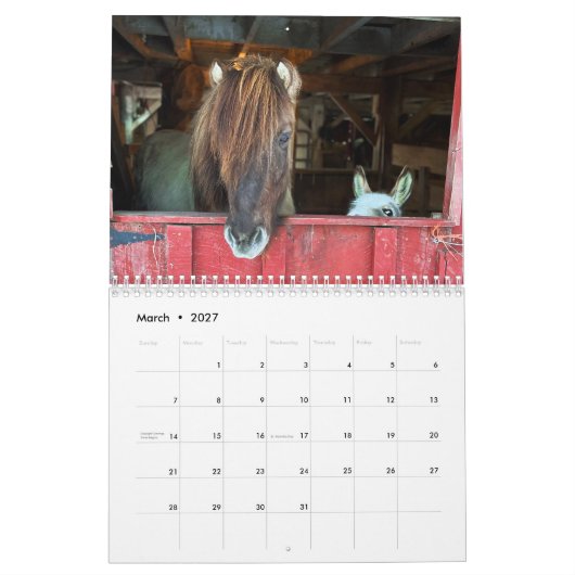 Isländische Pferde und Mini-Donkey-Kalender Kalender (Mär 2027)