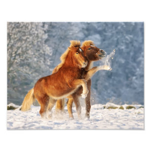 Isländische Pferdefoals im sonnigen Foto