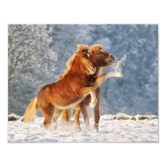 Isländische Pferdefoals im sonnigen Foto (Vorne)