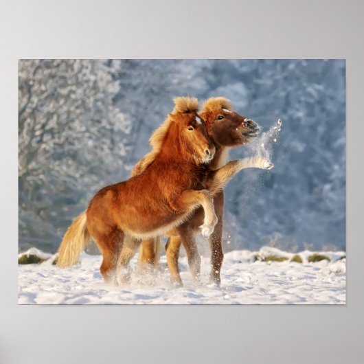 Isländische Pferdefoals im sonnigen Foto Poster (Vorne)