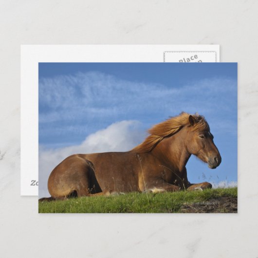 Isländische Pferdehaltung und Himmel Postkarte (Vorne/Hinten)