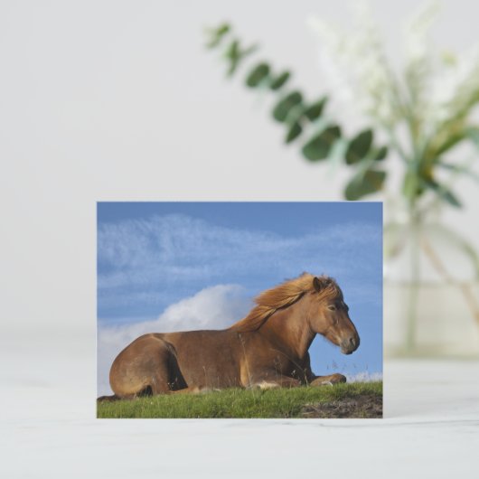 Isländische Pferdehaltung und Himmel Postkarte (Stehend Vorderseite)
