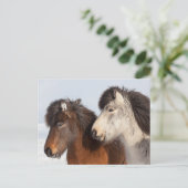 Isländische Pferdeprofil, Island Postkarte (Stehend Vorderseite)