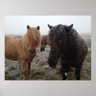 Isländische Ponys, isländische Pferde im Schneepla Poster