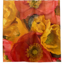 Isländische Poppies