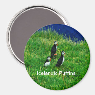 Isländische Puffen im Sommer Magnet