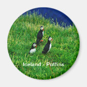 Isländische Puffins Magnet (Vorne)