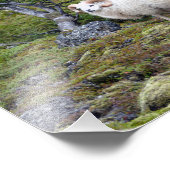 Isländische Ram Art Fotodruck (Ecke)
