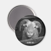 Isländische Schafe - Magnet (Vorderseite/Rückseite)