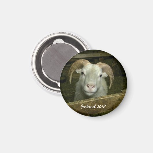 Isländische Schafe Magnet (Vorderseite/Rückseite)