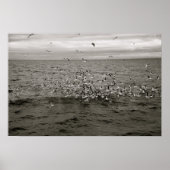 Isländische Vogelherde Poster (Vorne)