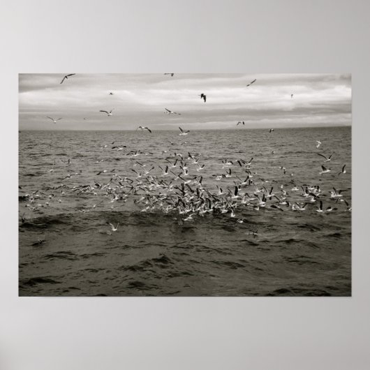 Isländische Vogelherde Poster (Vorne)