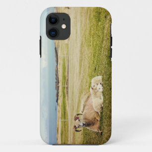 Isländischer Schafe iPhone Fall Case-Mate iPhone Hülle