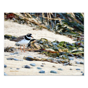 Isländischer Vogel: Plover Fotodruck