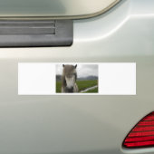 Isländisches Pferd Autoaufkleber (Auf Auto)