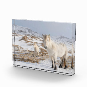 Isländisches Pferd Blonduos, Island Fotoblock