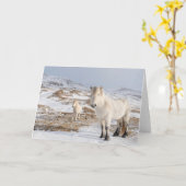 Isländisches Pferd | Blonduos, Island Karte (Gelbe Blume)