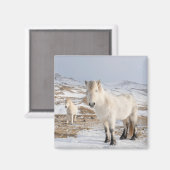 Isländisches Pferd | Blonduos, Island Magnet (Vorderseite/Rückseite)