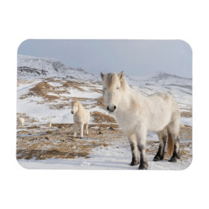 Isländisches Pferd Blonduos, Island Magnet