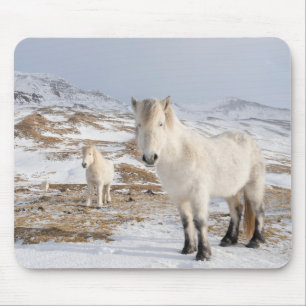 Isländisches Pferd   Blonduos, Island Mousepad