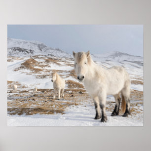 Isländisches Pferd Blonduos, Island Poster