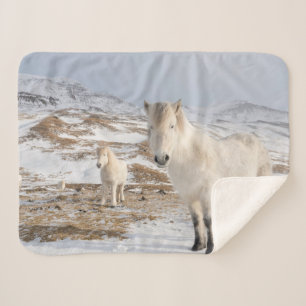 Isländisches Pferd   Blonduos, Island Sherpadecke