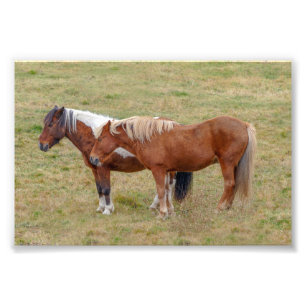Isländisches Pferd-Duo, isländische Weide Fotodruck