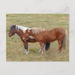 Isländisches Pferd-Duo, isländische Weide Postkarte