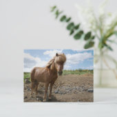 Isländisches Pferd II Postkarte (Stehend Vorderseite)