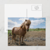 Isländisches Pferd II Postkarte (Vorne/Hinten)