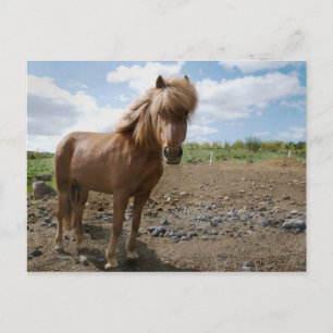 Isländisches Pferd II Postkarte