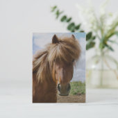 Isländisches Pferd III Postkarte (Stehend Vorderseite)