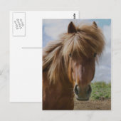 Isländisches Pferd III Postkarte (Vorne/Hinten)