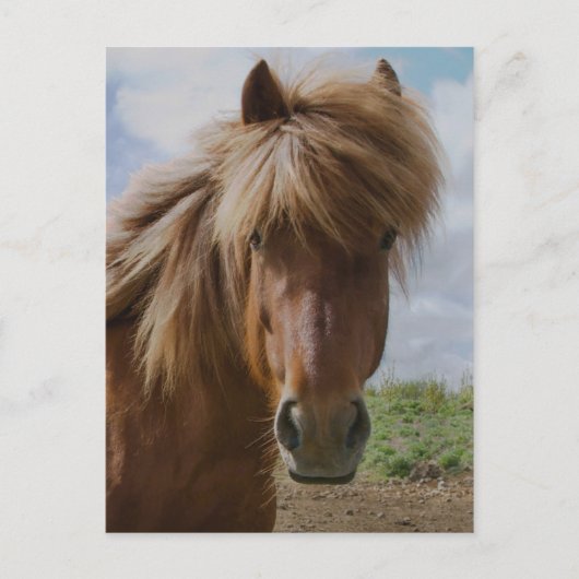 Isländisches Pferd III Postkarte (Vorderseite)