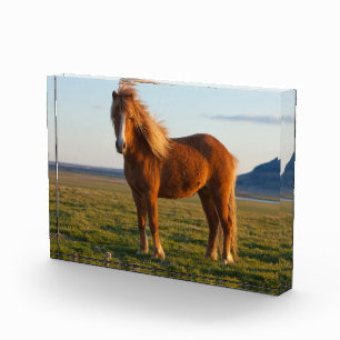 Isländisches Pferd im Sonnenuntergang Fotoblock