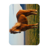 Isländisches Pferd im Sonnenuntergang Magnet (Vertikal)