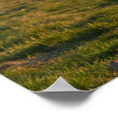 Isländisches Pferd im Sonnenuntergang Poster (Ecke)