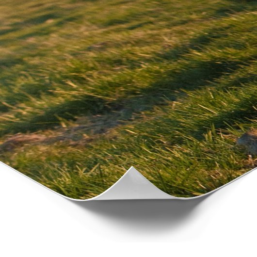 Isländisches Pferd im Sonnenuntergang Poster (Ecke)