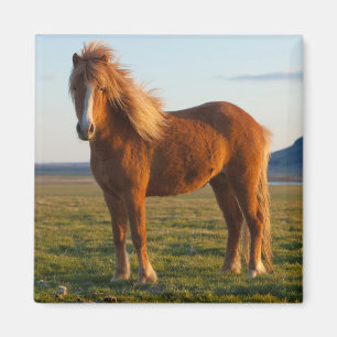 Isländisches Pferd im Sonnenuntergangslicht Magnet