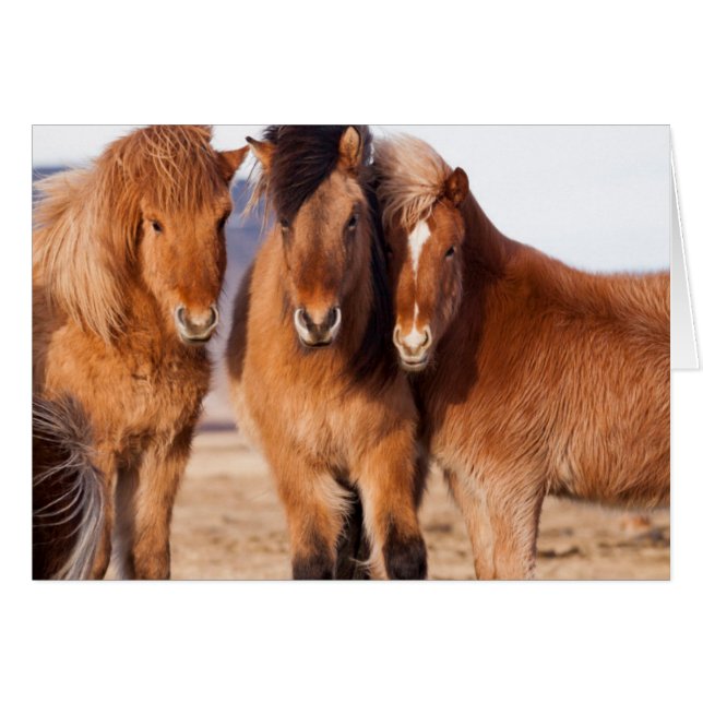 Isländisches Pferd im Winter (Vorderseite (Horizontal))