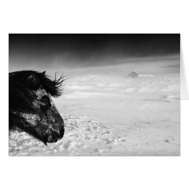 Isländisches Pferd im Winter (Vorderseite (Horizontal))