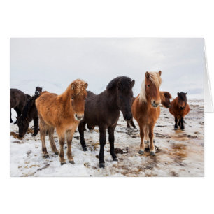 Isländisches Pferd im Winter auf Island