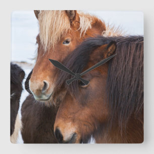Isländisches Pferd im Winter auf Island 3 Quadratische Wanduhr