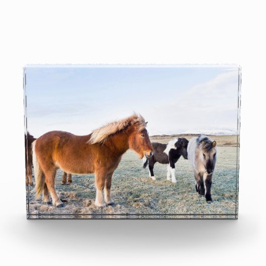 Isländisches Pferd im Winter auf Island Fotoblock (Vorderseite)