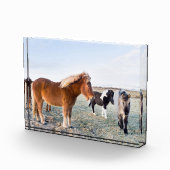 Isländisches Pferd im Winter auf Island Fotoblock (Rechts)