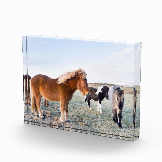 Isländisches Pferd im Winter auf Island Fotoblock (Rechts)