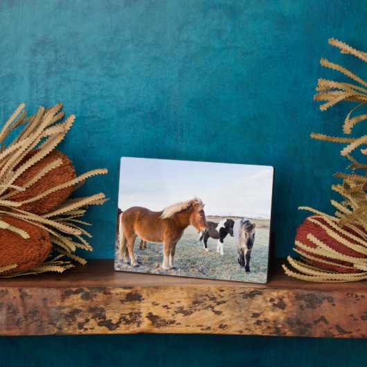 Isländisches Pferd im Winter auf Island Fotoplatte (Seite)