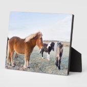 Isländisches Pferd im Winter auf Island Fotoplatte (Seite)